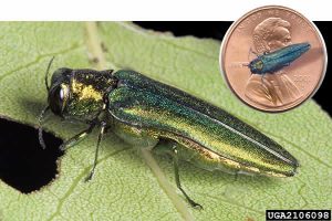 Adult EAB insect